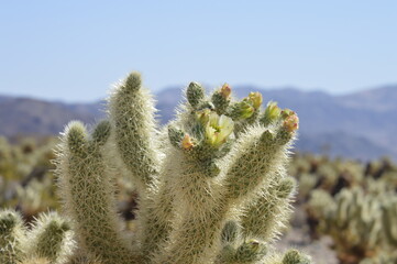 cactus in bloom