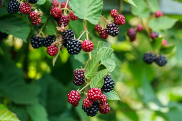 Black and some red unripe blackberries growing on a shrub in garden, closeup macro detail