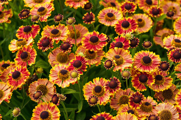 Orange yellow red vibrant helenium sneezeweeds flowers growing in garden, closeup detail