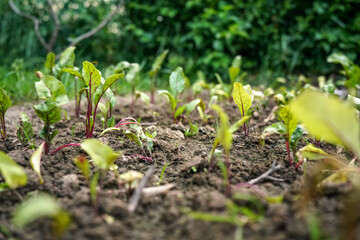 Young beetroot seedlings growing in garden - closeup on green leaves with purple veins