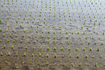 Rice Planting, Paddy Field