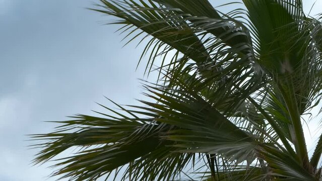 Palm branches on a cloudy sky. The leaves of a palm tree are blown by a strong wind.