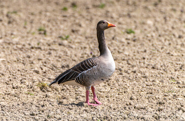 Obraz na płótnie Canvas Greylag Goose, anser anser, a wild goose