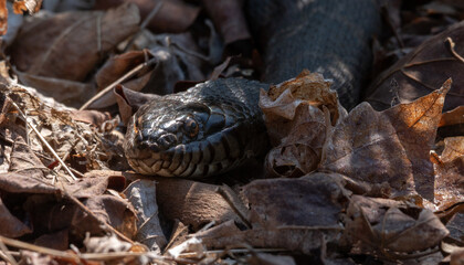 Northern Water Snake Sunbathing on leaves