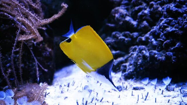 Beautiful exotic yellow fish on the background of corals underwater in the Maldivian sea. Scuba diving in a world of colorful and beautiful reef wildlife. Sea and ocean fish under water.