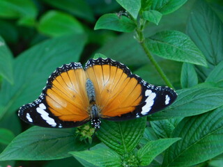 Schmetterling orange schwarz weiß Monarch