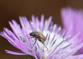 Amphimallon solstitiale