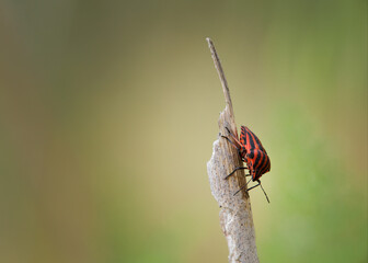 Graphosoma lineatum