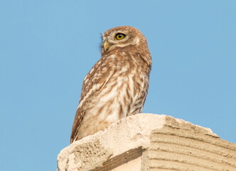 owl on a branch