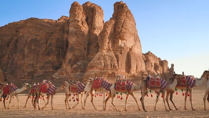 Group of camels, seats ready for tourists, walking in AlUla desert on a sunny day, tall sandstone rocks formation background