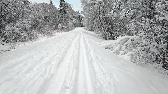 Back cross country skiing, snow covered coniferous trees both sides, action camera point of view