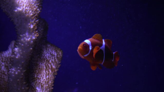 A group of fish swimming in an aquarium. Fish in water. A school of fish in the sea. Diving. Colorful tropical fish in the aquarium. Close-up of two cichlids in the middle of plants and corals