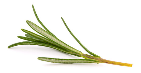 Fototapeta premium Rosemary sprig