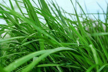green grass with dew drops