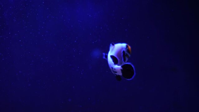 A group of fish swimming in an aquarium. Fish in water. A school of fish in the sea. Diving. Colorful tropical fish in the aquarium. Close-up of two cichlids in the middle of plants and corals