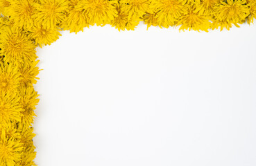 Yellow beautiful dandelions are located in the corner on a piece of paper. Layout for records from dandelions