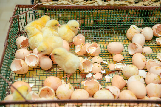 Newborn chickens. One-day-old chickens. shell, chick, birth