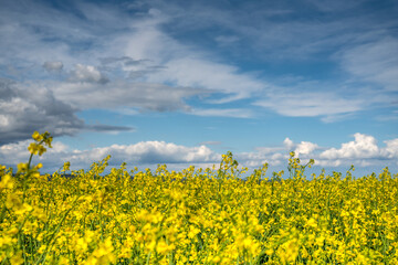 Rapsfeld im Burgenland