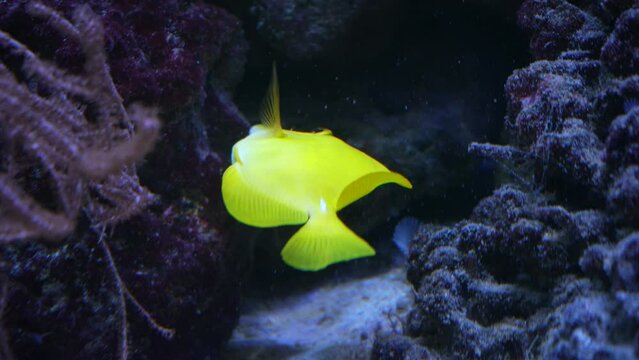 Beautiful exotic yellow fish on the background of corals underwater in the Maldivian sea. Scuba diving in a world of colorful and beautiful reef wildlife. Sea and ocean fish under water.