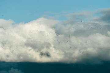 clouds in the sky with birds