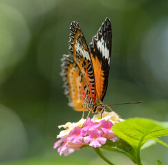 butterfly on flower