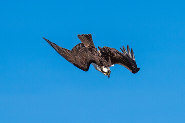 Osprey flying diving in flight