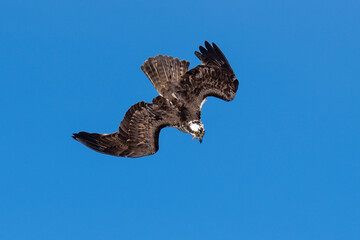 Osprey flying diving in flight