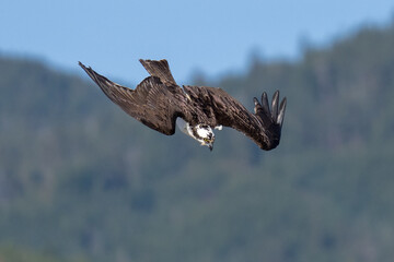 Osprey flying diving in flight