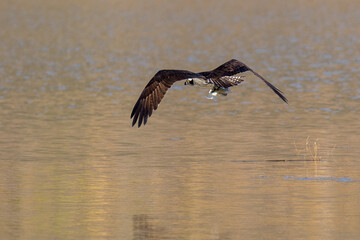 Osprey flying in flight catching a fish