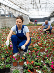 Adult woman gardener holding flower pot with blooming impatiens waller in greenhouse