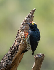 Crazy eyes and colors