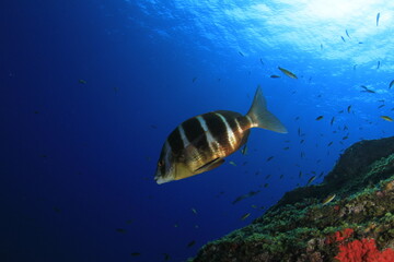 Fototapeta na wymiar A silver bream fish with thick brown stripes on its dorsal, sails placidly over the algae-covered reef in the blue ocean. 
