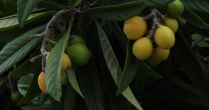 malt plum fruits tree garden blum tree