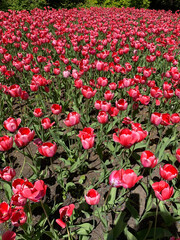red tulips in the field