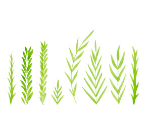 Set of monochrome isolated illustrations of plants and blades of grass. Silhouettes of herbaceous plants in watercolor for your design