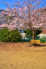 公園のベンチの上に咲いた、満開の桜（ソメイヨシノ）の花が美しい春の自然風景（コピースペースあり）