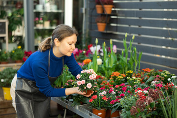 Female gardener tending to potted chamomile in container garden