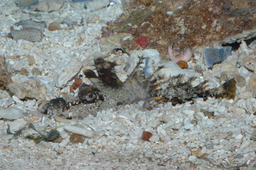 Camouflaged Spiny Devilfish Inimical Didactylus underwater close up in Indonesia