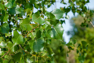 Green Poplar Tree Leaves In Summer