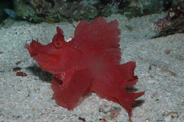 Red rhinopias eschameyeri weedy scorpionfish closep in the bottom of a sea