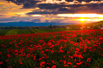 Spring landscape with red poppy field in the sunset , Armenia 