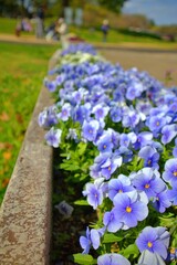 公園の花壇に咲いた青いパンジーの花が美しい春の自然風景（コピースペースあり）