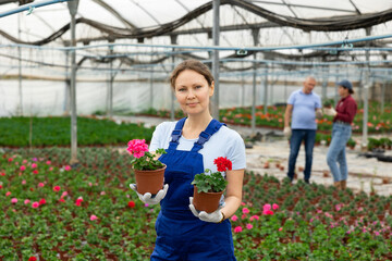 employee of large greenhouse checks young geranium shoots. Growing hardened plants, sending plants to customer on day of registration. Wholesale supplies from direct manufacturer