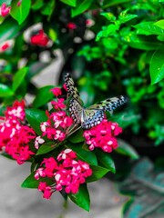 butterfly on flower