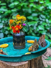 Butterflies Oranges and Flowers