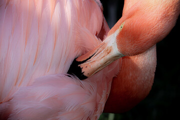 Flamingos with feathers beaks both orange and pink