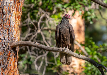 Turkey Vulture Perched in the Colorado Wilderness