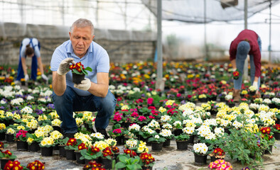 Fototapeta na wymiar Senior male greenhouse worker inspects young generation of pot primrose plants. Ornamental plants, landscaping, landscape design, transplant seedlings