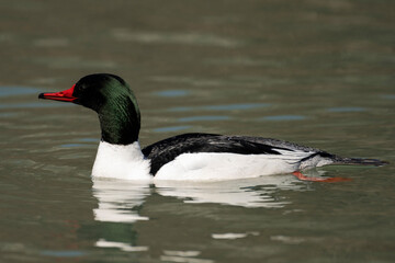 Common Merganser