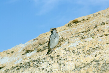 sparrow on a rock